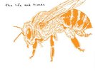 Life & Times - Lost Bees [Vinyl New]