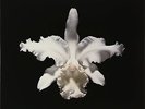 KINGS OF LEON Aha Shake Heartbreak 2 x 180gm Vinyl LP 2012 NEW & SEALED MoV