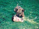 JOYCE MANOR **CODY **BRAND NEW RECORD LP VINYL   free download