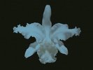 KINGS OF LEON AHA SHAKE HEARTBREAK LP VINYL 33RPM NEW