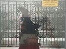 NEIL YOUNG AFTER THE GOLD RUSH FACTORY SEALED, NEIL YOUNG ARCHIVES NYA 03 2009