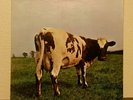 PINK FLOYD  RECORD ALBUM  ATOM HEART  MOTHER