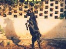 Joya [VINYL] Will Oldham Vinyl