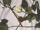 Chain of Flowers [VINYL] Vinyl