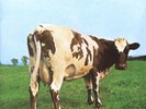 PINK FLOYD ATOM HEART MOTHER NEW SEALED 180G VINYL LP IN STOCK