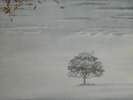 GENESIS WIND AND WUTHERING LP CDS 4005 LP ** Near Mint
