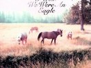 Sometimes I Wish We Were An Eagle - Bill Callahan (2009, Vinyl NEU)