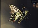 Amon Tobin - ISAM (2xLP)