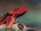 Gentle Giant - Octopus ImportLP