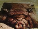 KIN PING MEH - NO 2 - LP -Vinyl orginal 1ST press ZEBRA 1972 KRAUTROCKlassiker