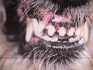 BLANCK MASS - World Eater - Vinyl (limited red marbled vinyl LP)