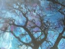 AMON DÜÜL PHALLUS DEI LP / 1. PRESS LP 1969 KRAUTROCK