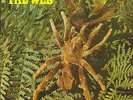 PROG/PSYCH-LP- THE WEB- THERAPHOSA BLONDI- ORG. DERAM-UK- 1969- MINT-  RARE