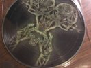 Tool Rare Stinkfist 10