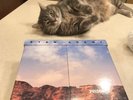 Ryan Adams prisoner End Of World Box Set Vinyl 13 Records Limited  B Sides