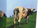 PINK FLOYD 
