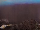 LIGHT OF DARKNESS -  S/T - LP - Re - Long Hair