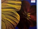 TWINKLE BROTHERS vinyl LP ? Praise Jah ? 1979 UK FL 1041 virgin front line