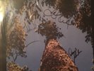Yonder Mountain String Band Elevate Signed RSD Vinyl Record Rare Autographed