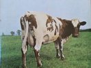 Pink Floyd. Atom Heart Mother. Stereo.1970.1st Issue Without EMI Logo on Labels.