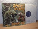 SAVOY BROWN LOOKING IN 1970 MINT UK DECCA LP STUNNING COPY