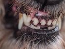 Blanck Mass-World Eater  (UK IMPORT)  VINYL NEW