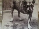 Alice In Chains Self Titled (Three Legged Dog) Vinyl LP, original 1995 pressing