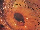 Catherine Wheel-Ferment (1LP)  (UK IMPORT)  VINYL NEW