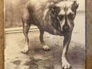 Alice in Chains by Alice in Chains (Vinyl, Nov-1995, Columbia (USA))