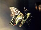 Amon Tobin - Isam [New Vinyl LP] 180 Gram