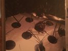LIL UGLY MANE OBLIVION ACCESS LP new BLACK VINYL death grips antwon tommy wright
