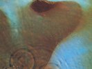 Pink Floyd – Meddle – SHVL 795 – A-1U / B-1U – LP Vinyl Record
