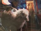 Infinity on High [LP] by Fall Out Boy (Vinyl, Feb-2007, Island Records USA)