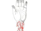`Converge - You Fail Me: Redux [LP] (White Vinyl, download,  (Importazione USA)