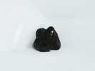 Chelsea Wolfe ?– Hiss Spun SEALED Sargent House ?SH185-XB 2xLP COLORED VINYL