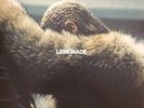 BEYONCE/ZEX - LEMONADE 2 LP VINYL Mispress Rare yellow vinyl PUNK MINT UNPLAYED