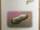TROPICO Mellow Peanuts JAPAN ORIG LP CHIKARA UEDA JAZZ FUNK GROOVE LISTEN