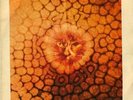 KING CRIMSON CAT FOOD 7