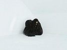 Chelsea Wolfe - Hiss Spun [2LP] (D-side etching) 2017 DOUBLE VINYL