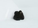 Hiss Spun [VINYL] Chelsea Wolfe Vinyl