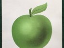 GEORGE HARRISON   Fresh From Apple 1974 Promo Flyer For 