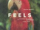 HARRIS, Calvin feat PHARRELL WILLIAMS/KATY PERRY/BIG SEAN - Feels - Vinyl (12
