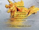 John Butcher / Peter Evans / Paul Lovens -A Wing Dissolved in Light- NEW LP