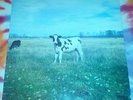 PINK FLOYD Dark Side Of The Moo TRIXIE RECORDS 1986 VG++ SCREAMING ABDABS RARE