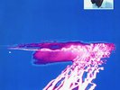 Badarou, Wally-Echoes (1LP)  VINYL NEW