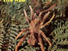 THE WEB Theraphosa Blondi BRITISH PROG PSYCH AKARMA TAPESTRY 180G LP LIM 250