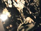 FIELDS OF THE NEPHILIM - 