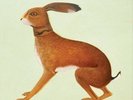 VASHTI BUNYAN-Lookaftering  (UK IMPORT)  VINYL NEW