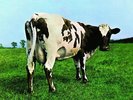 Pink Floyd: Atom Heart Mother (180GV: Remastered) LP
