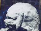 Chapterhouse Whirlpool Original Uk Vinyl 1990